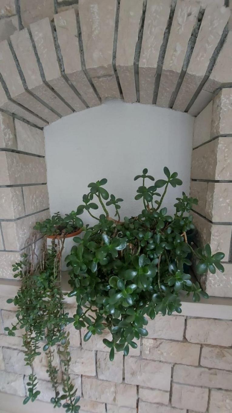 Apartment Brane Bol Buitenkant foto